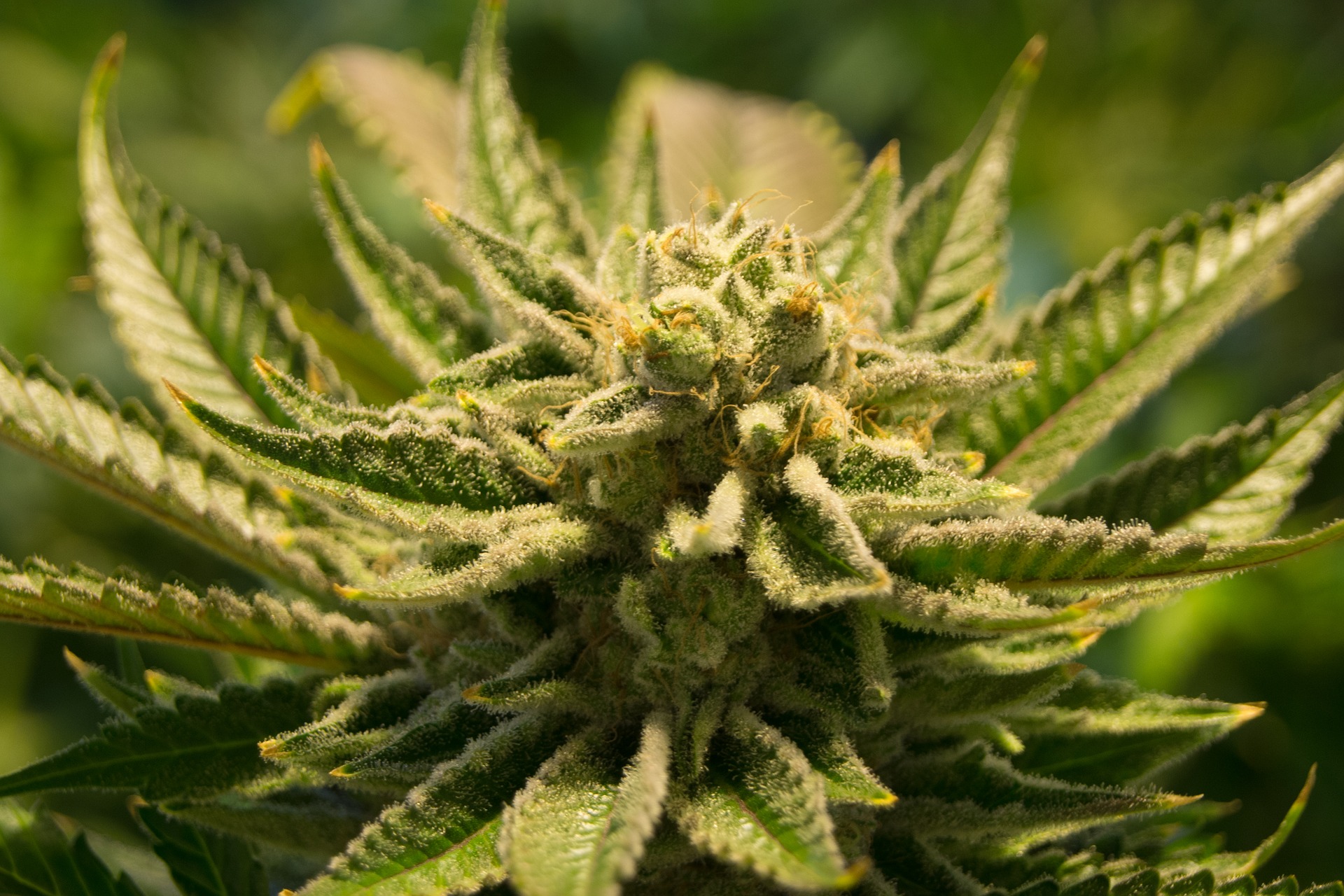 YourDrugs Cannabis
